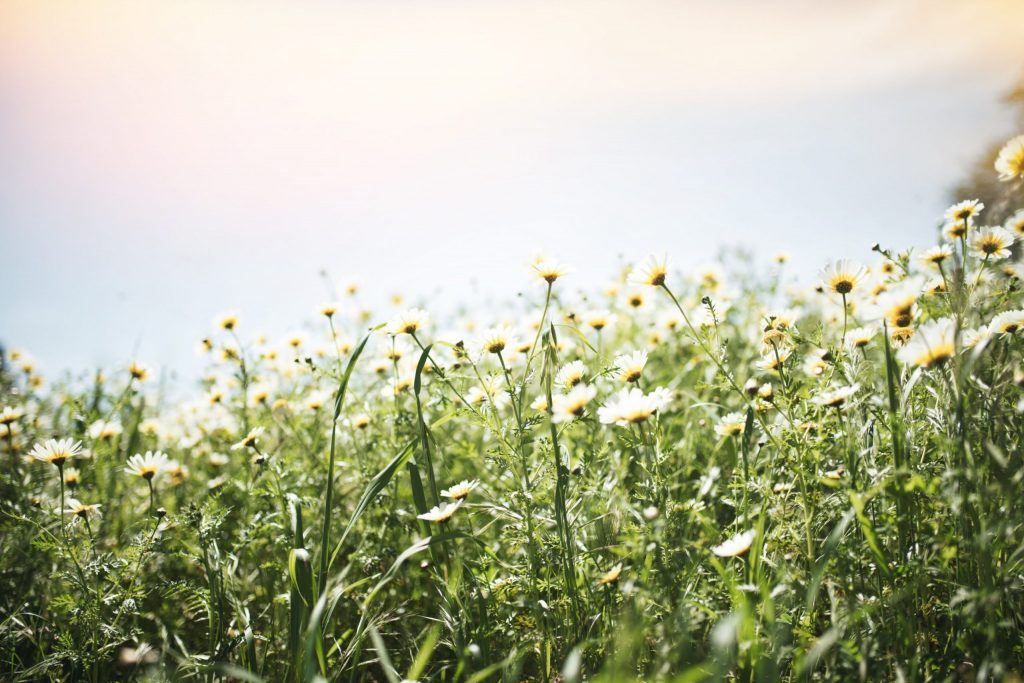 Seasonal Allergies Tips & Tricks