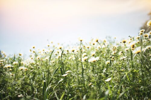 Seasonal Allergies Tips & Tricks